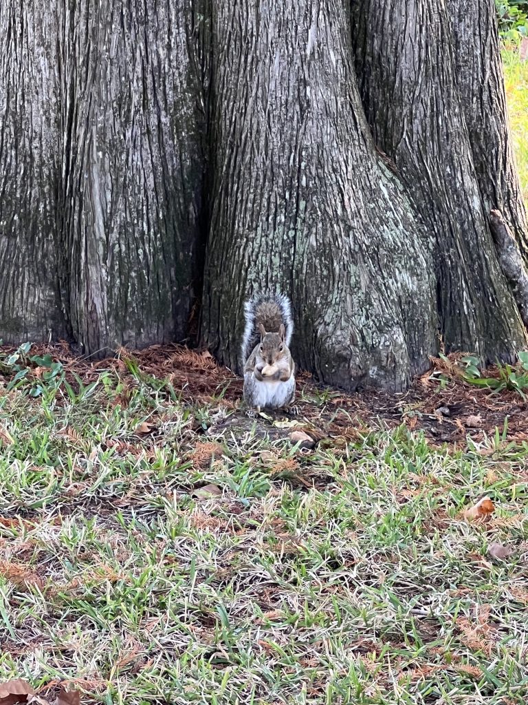 Evil Squirrel at Wallace Park on the way to Wilmington Ghost Walk

