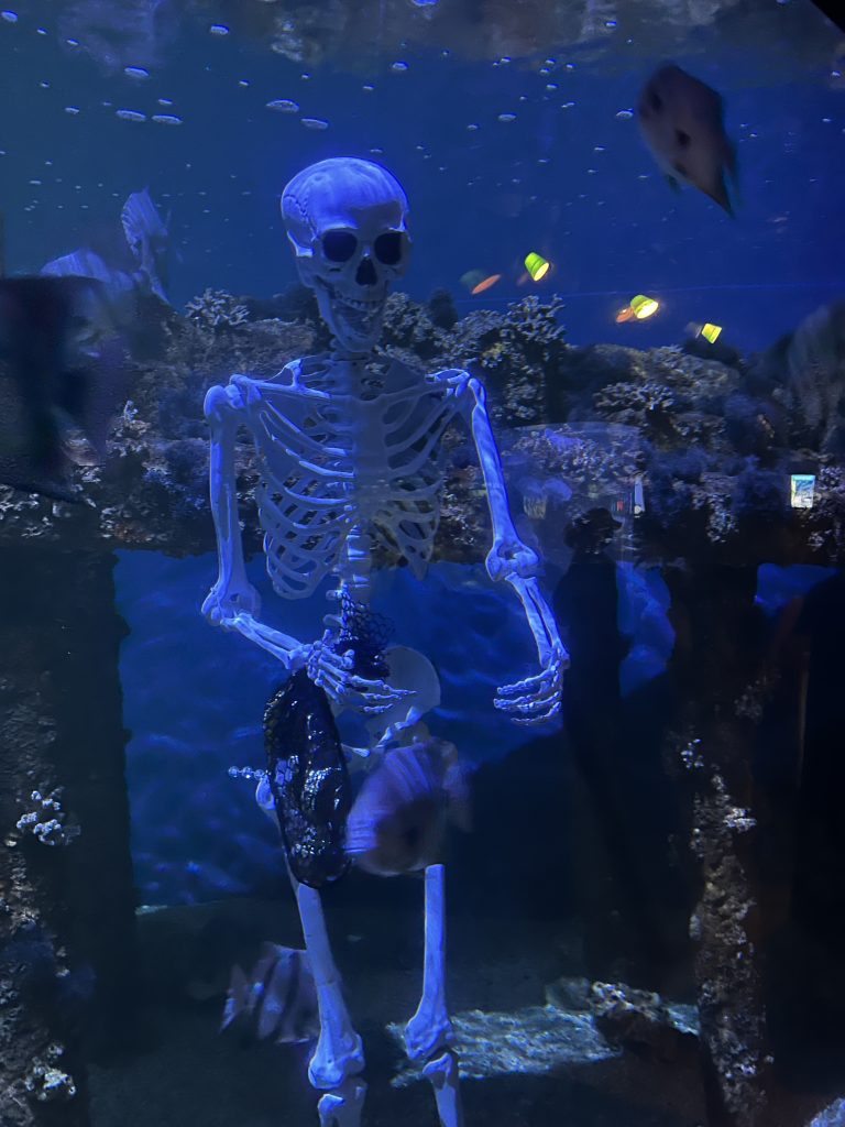 Spooky Seas at NC Aquarium at Fort Fisher